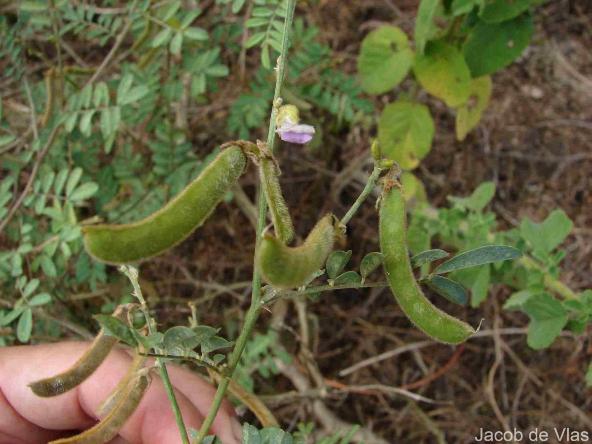 Tephrosia villosa (L.) Pers.